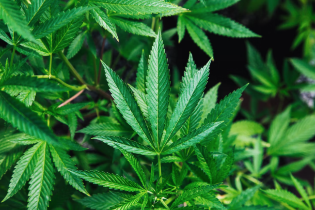 Screenshot 2022-01-20 at 14.37.42