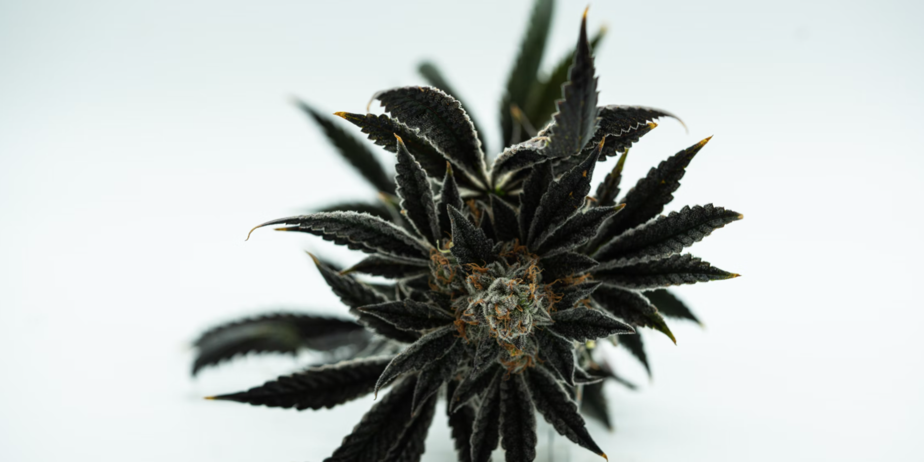 Screenshot 2022-04-01 at 12.47.30