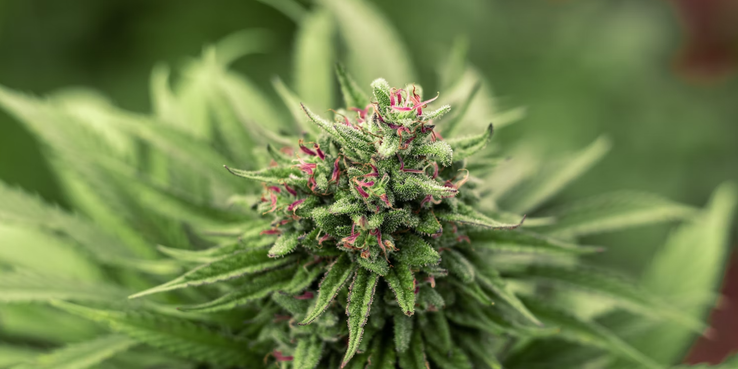 Screenshot 2023-01-23 at 14.39.28